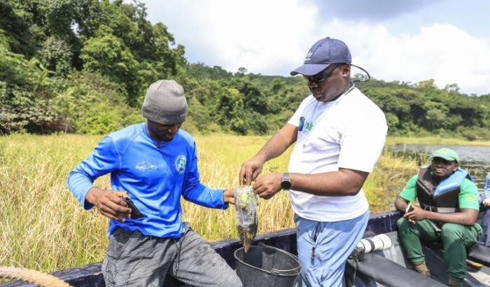 Aristide Takoukam Kamla (d) et Thierry Aviti prélèvent un échantillon de salvinia sur le lac Ossa, à Dizangue, le 10 décembre 2024 au Cameroun