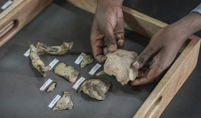 Des ossements de la célèbre australopithèque Lucy au musée national d'Ethiopie, le 19 novembre 2024 à Addis Abeba