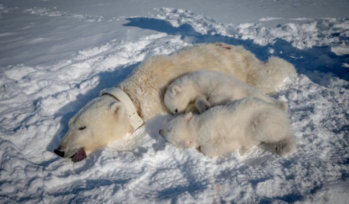Une ourse polaire anesthésiée et équipée d'un collier GPS, et ses deux oursons, dans l'est du Spitzberg, dans l'archipel du Svalbard, le 6 avril 2025
