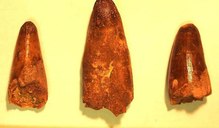 Photo diffusée par la Brigade des douanes de Menton, le 14 février 2025, montre des dents de dinosaures fossilisées trouvées dans deux colis transportés par un camion de fret express dans le sud de la France