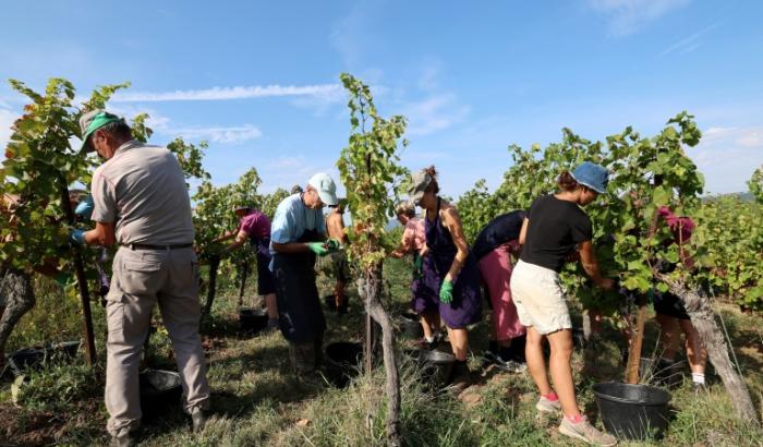 Des vendangeurs récoltent des raisins résistant aux maladies, issus d'une hybridation entre des vignes sauvages américaines et des françaises, le 12 septembre 2023 à Traenheim, dans le Bas-Rhin