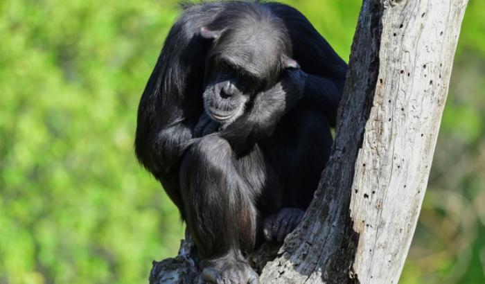 Un chimpanzé au zoo Bioparc de Valence, en Espagne, le 13 octobre 2024