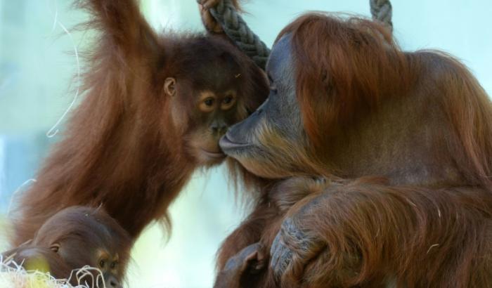 In Zoos lebende Orang-Utans sind laut einer Studie neugieriger als ihre Artgenossen in der Wildnis. Die Untersuchung zeigt, dass Orang-Utans im Zoo häufiger und vielfältiger ihre Umwelt erkunden, wie die Max-Planck-Gesellschaft in München mitteilte.