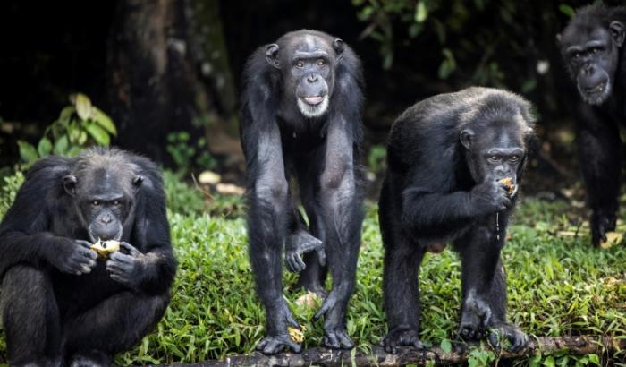 Des chimpanzés, au Libéria, en novembre 2021