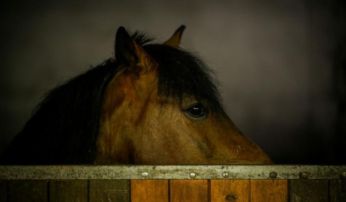 Les chevaux sentent l'odeur de la peur chez les humains et deviennent eux-mêmes plus vigilants en présence de ce signal chimique