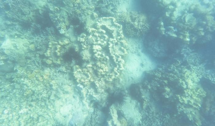Photographie sous-marine de coraux préservés par des habitants de l'île de Wasini (Kenya), une destination d’écotourisme de renommée mondiale, le 14 juin 2026