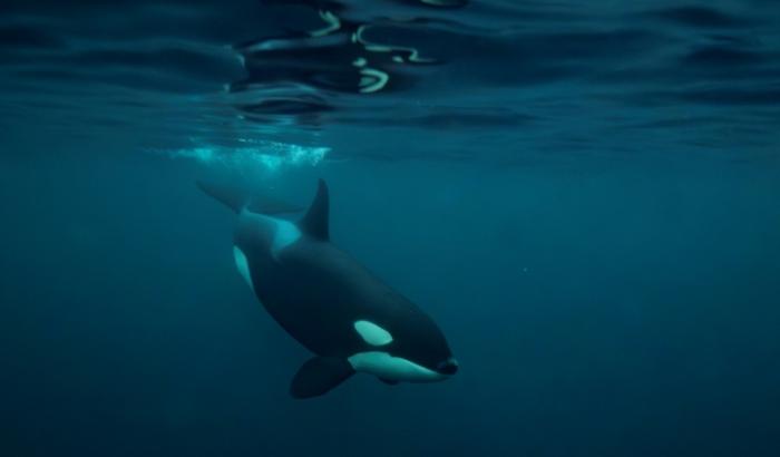 Es ist ein noch nie gesehener Einblick in das Verhalten von Orcas: Eine Gruppe von Schwertwalen ist dabei beobachtet worden, wie sie einen Mondfisch in Stücke zerrissen haben.