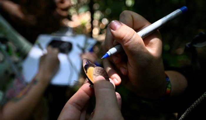 La biologiste Elisa Levy marque un papillon dans la réserve amazonienne de Cuyabeno, en Équateur, le 28 mars 2024