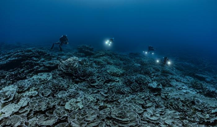 Des coraux géants en forme de rose sur un récif récemment découvert au large de Tahiti, le 12 décembre 2021