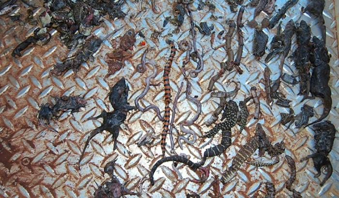 Photo non datée fournie le 25 juin 2018 par l'Université du Queensland, en Australie, montrant les cadavres de reptiles tués par un chat errant