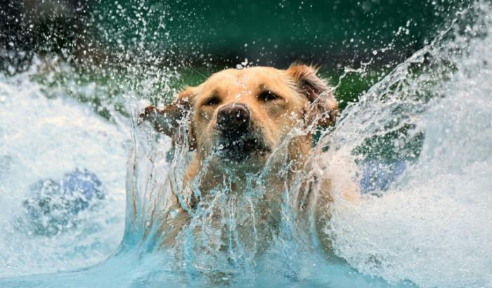 Menschen und Hunde haben sich gemeinsam in Eurasien verbreitet. Ein Forschungsteam konnte anhand von Genomanalysen zeigen, dass eurasische Kulturen in den vergangenen zehntausend Jahren genetisch unterschiedliche Hundepopulationen hielten.