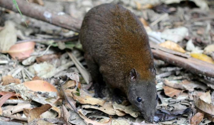 Photo diffusée par l'Université Flinders, le 20 mars 2025, montrant un kangourou-rat musqué, un marsupial vivant dans le bush, le 14 octobre 2020 à Atherton Tablelands, en Australie