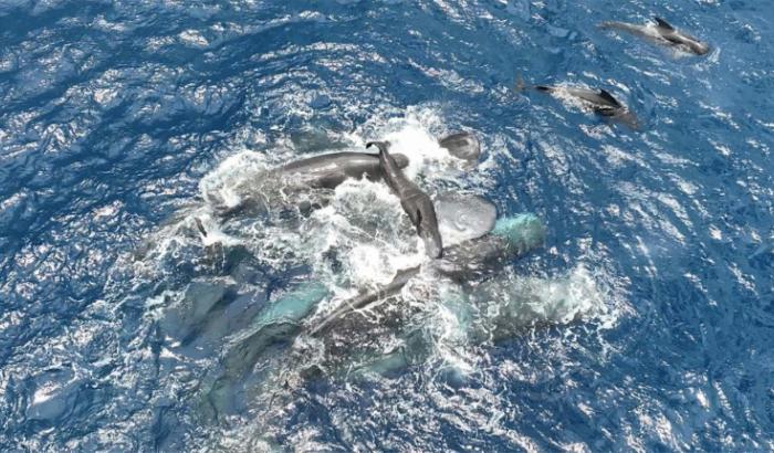Photo prise le 8 juillet 2023 au large de l'île antillaise de la Dominique et diffusée par le projet CETI, montrant une femelle cachalot tenant un baleineau nouveau-né hors de l'eau jusqu'à ce qu'il soit capable de nager seul