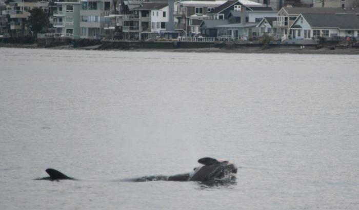 Image fournie par le Service des pêches de la NOAA, montrant l'orque Tahlequah portant un baleineau nouveau-né récemment décédé dans le Puget Sound, au large de West Seattle, dans l'État de Washington, le 1er janvier 2025. Cette orque, qui avait porté son baleineau mort pendant plus de deux semaines en 2018, a de nouveau perdu un nouveau-né