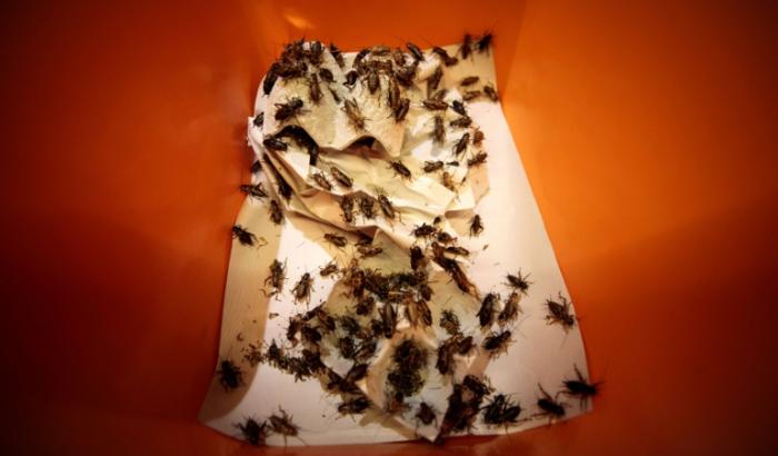Une boîte contenant des grillons, destinés à être utilisés comme ingrédients dans une cuisine à Tokyo, le 13 mai 2020 au Japon