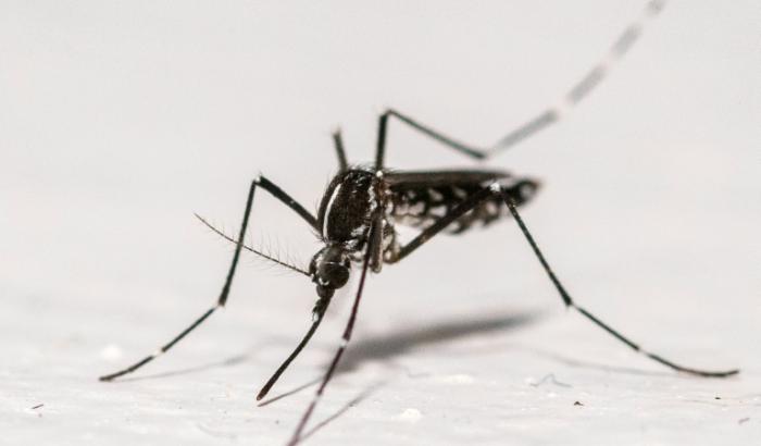 Un moustique tigre (Aedes albopictus) à Montreuil, en Seine-Saint-Denis, le 18 août 2025