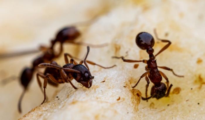 Pour parer au risque sanitaire provoqué par les cadavres infectés de leurs congénères, les insectes dévolues aux fonctions de croque-mort reçoivent la coopération exceptionnelle d'autres fourmis