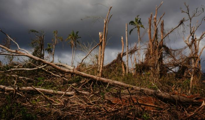 Les dégâts dans une forêt près du village de Barakani, à Mayotte, le 21 décembre 2024