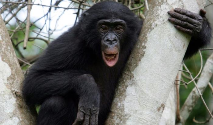 Un bonobo dans le parc "Lola ya bonobo" près de Kinshasa, le 4 novembre 2006 en RDC