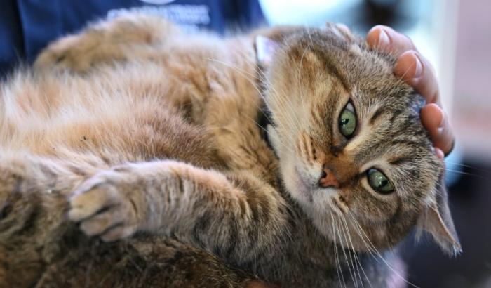 Un chat à Alexandria, en Virginie, le 1er juin 2023