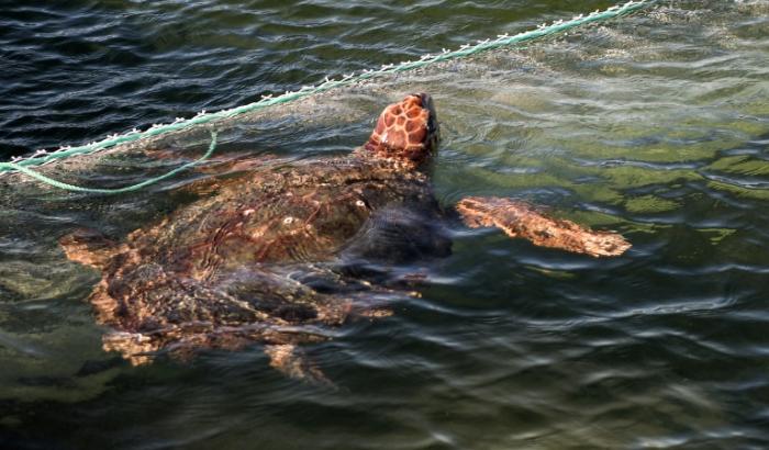 Une tortue nage, après avoir reçu des soins, près d'une barge-hôpital au large des îles Kerkennah, en Tunisie, le 18 décembre 2024