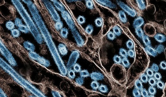 Une image de particules du virus de la grippe aviaire A H5N1 (en bleu), obtenue le 22 novembre 2024 auprès des Centres américains de prévention et de lutte contre les maladies et de l'Institut national des allergies et des maladies infectieuses