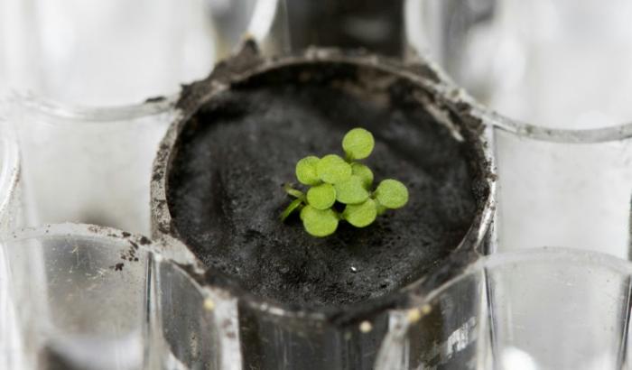 Es ist ein kleiner Blumentopf, aber ein großer Schritt für die Weltraum-Landwirtschaft: Wissenschaftlern ist es erstmals gelungen, Pflanzen in Mond-Erde zu züchten.