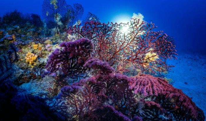 Les récifs coralliens servent de nurseries pour les poissons et protègent les côtes