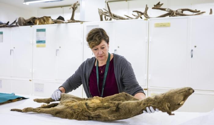 Daniela Kalthoff, en charge de la collection de mammifères au musée d'histoire naturelle de Stockholm, montre un spécimen de tigre de Tasmanie de 130 ans, le 23 septembre 2023 en Suède