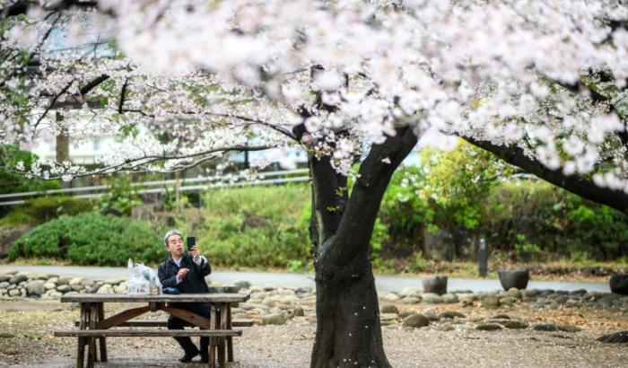 Des cerisiers en fleurs au parc Hamacho de Tokyo, le 2 avril 2025