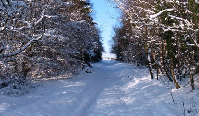 schneebedeckter Waldweg