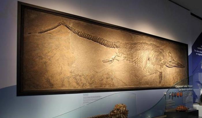 Plesiosaurus im MNHN