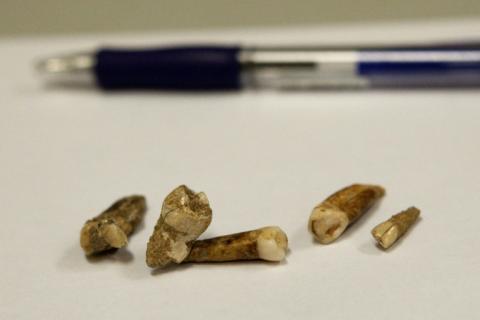 Archäologen haben bei Ausgrabungen in der Blätterhöhle bei Hagen die rund 12.000 Jahre alte sterblichen Überreste eines etwa siebenjährigen Kinds aus der Altsteinzeit gefunden. Dort wurden schon mehrfach uralte menschliche Überreste entdeckt.