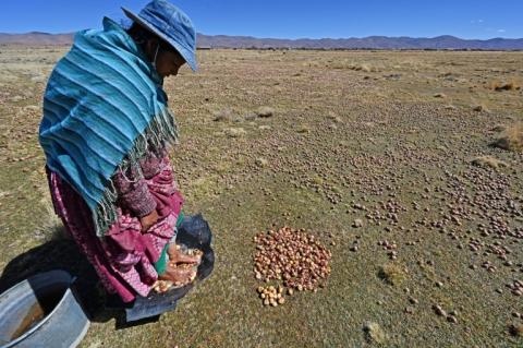 Un paysan dans un champs de pommes de terre à Machacamarca, en Bolivie, le 30 juin 2021