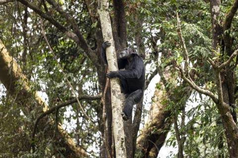 Un chimpanzé dans un arbre, dans un sanctuaire à Freetown, au Sierra Leone, le 24 avril 2025