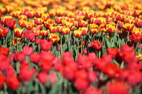 De grandes quantités d'antifongiques ont été épandues dans les champs de tulipes aux Pays-Bas