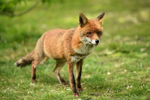 Die wilden Verwandten der Hunde bewegen sich einer internationalen Studie zufolge grundlegend anders durch ihre Reviere als Tiere der Katzenfamilie. Das teilte das Helmholtz-Zentrum Dresden-Rossendorf mit.