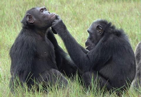 Schimpansen nutzen offenbar heilende Wirkstoffe in Insekten bei Verletzungen. Forscher aus Osnabrück und Leipzig beobachteten in Gabun Schimpansen, die fliegende Insekten fangen und damit ihre eigenen und die Wunden von Gruppenmitgliedern verarzten.