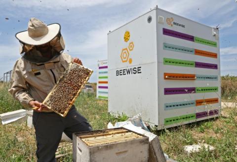 Un employé inspecte des ruches robotisées dans un kibboutz du nord d'Israël, le 14 mai 2022