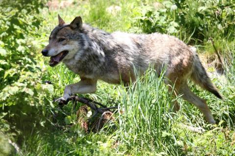 Forscher haben die bislang weiteste Wanderung eines Wolfs nachgewiesen. Der im niedersächsischen Nordhorn geborene Wolf durchquerte drei Länder und legte - nach Luftlinie - 1190 Kilometer bis in die katalanischen Pyrenäen zurück.