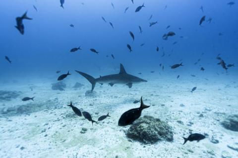 Un requin-marteau dans l'archipel des Galápagos, en Équateur, le 8 mars 2024