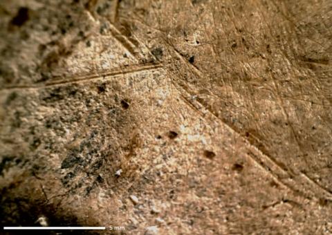 Image non datée fournie par le centre de recherche Monrepos en Allemagne de marques laissées par des outils en pierre sur un os d'éléphant datant d'il y a environ 125.000 ans