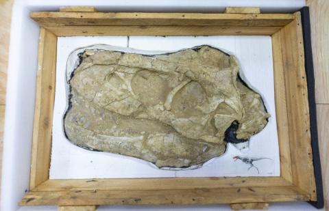 Le crâne fossilisé d'un dinosaure Tarbosaurus bataar exposé lors d'une cérémonie de restitution le 11 juin 2026 à Oulan-Bator
