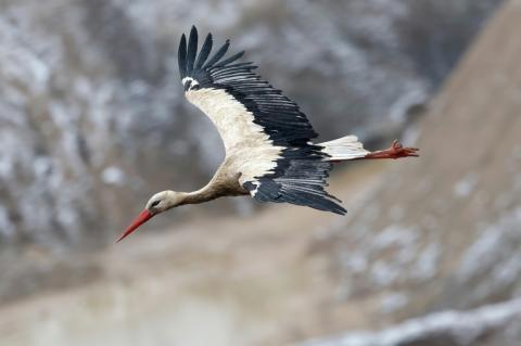 Une cigogne blanche en Alsace le 14 février 2025