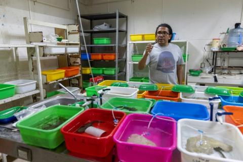 Le biologiste et chercheur Rodolfo Perez Rodriguez travaille dans son laboratoire avec des spécimens d'achoque (Ambystoma dumerilii) collectés dans le lac Patzcuaro, à l'Université Michoacan de San Nicolas de Hidalgo (UMSNH), à Morelia, dans l'État du Michoacan, au Mexique, le 12 juin 2025