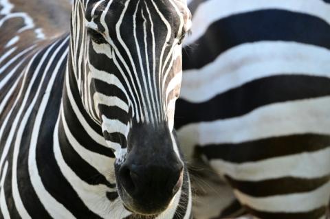 Forschende der Universität Stuttgart haben einen neuen KI-Algorithmus zur Fellmustererkennung bei Wildtieren wie Giraffen und Zebras entwickelt. Er kann Aufnahmen aus Drohnen und Tierkameras analysieren und Individuen schnell identifizieren.