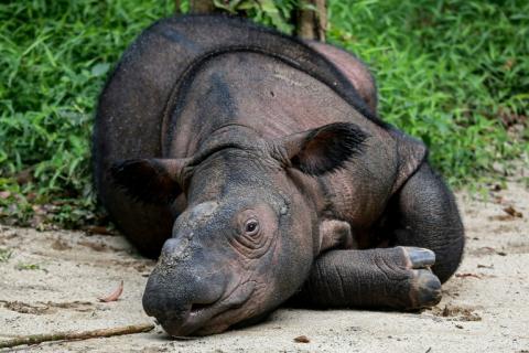 Indra, rhinocéros de Sumatra, dont les rhinocéros de Bornéo sont une sous-espèce, au parc national Way Kambas, en Indonésie, le 16 février 2025