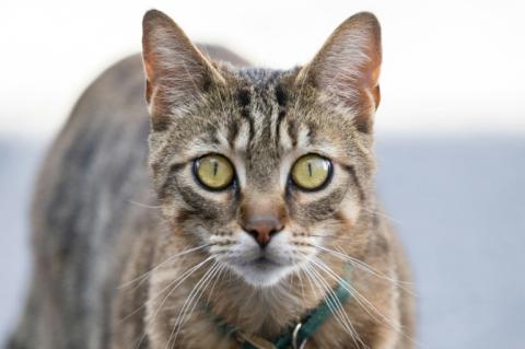 Die Hauskatze kam erst vor rund 2000 Jahren aus Nordafrika nach Europa und damit später als gedacht. Das zeigen Genanalysen von Katzenfunden aus knapp hundert archäologischen Fundstätten in Europa und Anatolien in der Türkei.