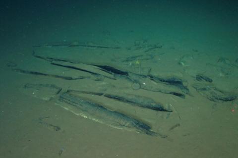 Photo prise par "Global TREnD, IDSSE" et diffusée le 10 juin 2026 montrant le plus grand cimetière de baleines connu au monde, découvert par le submersible chinois Fendouzhe, à sept kilomètres de profondeur dans l'océan Indien