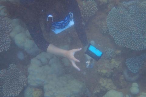 Auriane Serval, chef de projet pour la conservation des dugongs, récupère un dispositif d'échantillonnage lors d'une collecte d'ADN environnemental dans l'océan Indien, au nord de Mayotte, le 22 mai 2026